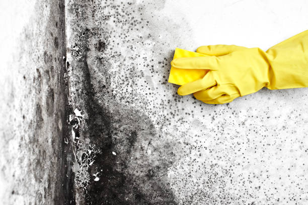 Best Comprehensive Air Testing for Mold Contaminants  in Marion, OH