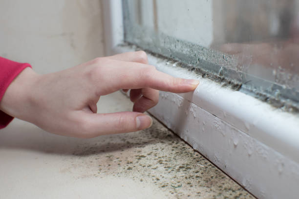 Best Crawl Space Mold Remediation  in Marion, OH